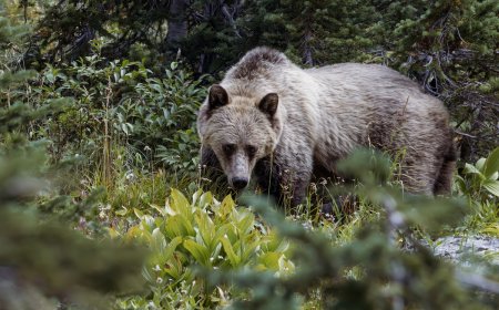 Missing Hiker Found Dead From Bear Attack in Glacier National Park