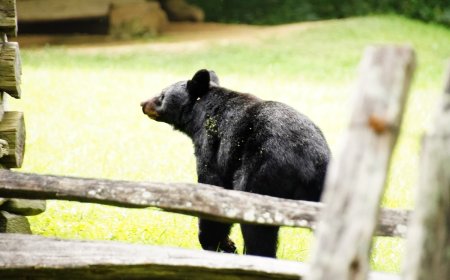 ‘Bizarre Scene’: Black Bear Locks Itself in Hotel Bathroom (Video)