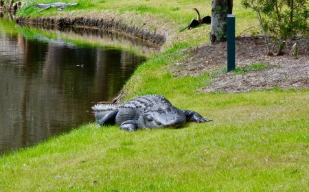 ‘Nobody’s Playing Hole 7’: Massive Alligator on Florida Golf Course
