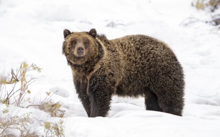 Helicopter Pilot Spots Grizzly Bear 7,000 Feet up Snowy Peak