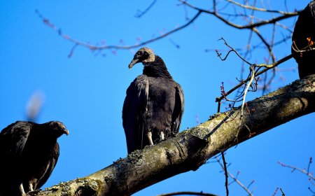 33 Dead Vultures Dumped at Great Smoky Mountains National Park
