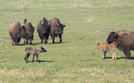 WATCH: Bison Herd vs. Wolf Pack in Yellowstone National Park