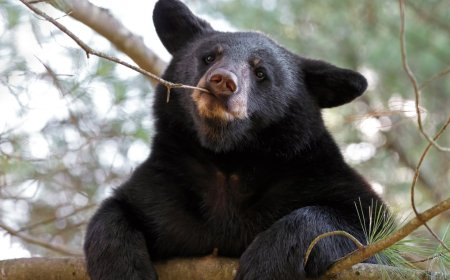 Black Bear Tries to Snatch Child Carrier from Gatlinburg Porch