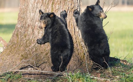 Man in Tree Films as Bears Climb up to Him (Viral Video)