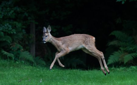 French Police Share Video of a ‘Drunk’ Deer With Warning