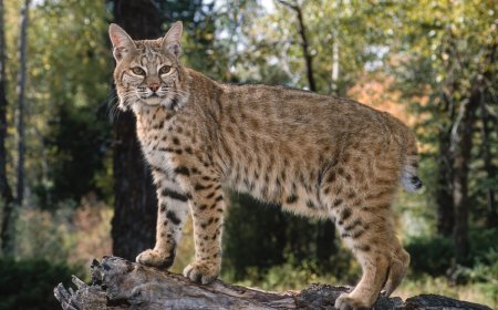 WATCH: Bobcat Greets Toddler Through Glass Porch Door