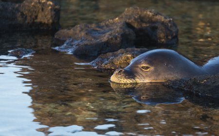 Hawaii Tourist Charged After Viral Seal-Harassment Video