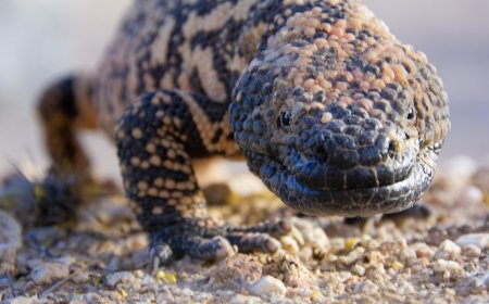 Who Has the Right of Way—Gila Monster or Rattlesnake? (Video)