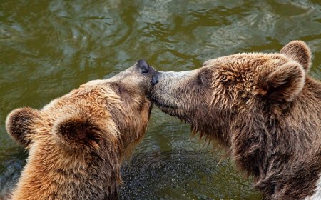 Mating Bears Block Trail for ‘Over an Hour’ in Alaska (Video)