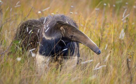 WATCH: Can This Giant Anteater Fight off a Jaguar?
