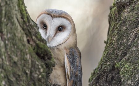 Sound up: Behold the Adorable Sound of an Owl Sneezing