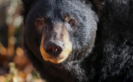 WATCH: Bear Peeks in to Say Hello to Mountain Biker in Canada