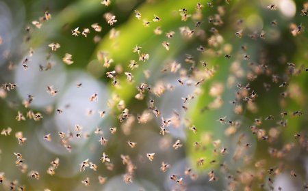 WATCH: Multiple Hikers Swarmed by Bees on Phoenix Trail