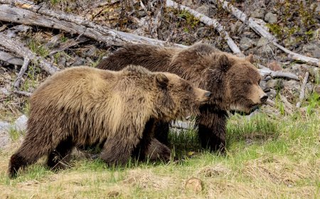 Man Sees 40 Grizzly Bears in One Day in Yellowstone Backcountry