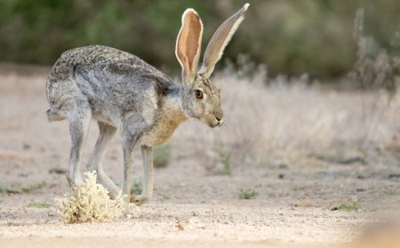 Jackrabbits Have an Intense Boxing Match in the Desert (Video)