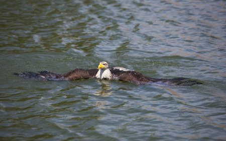 Why Is This Eagle Swimming in a New Hampshire Lake? Just Wait.