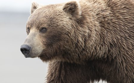 ‘An Absolute Unit of a Bear!’: Check out This Massive Grizzly