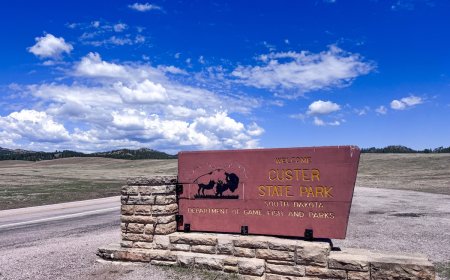 Bison Charges and Kills Hiker in South Dakota’s Custer State Park