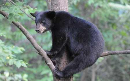 Two Bears Jump Fence Onto School Grounds (Video)