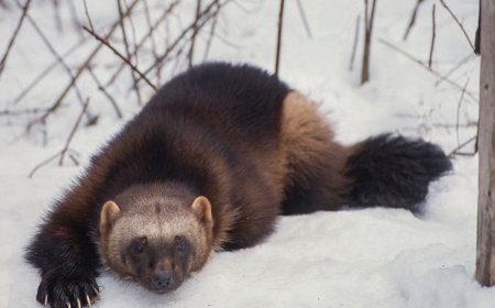 Caught on Trail Cam: Rare Wolverines in Idaho National Forest