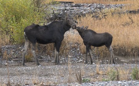Angry Moose Attacks Person Walking Dogs in Colorado