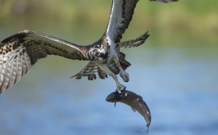 ‘Nature’s DoorDash’: Osprey Flies through Traffic with Large Fish