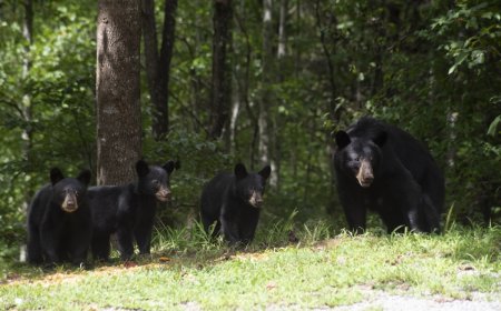Mother Bear Attacks Trail Runner in British Columbia