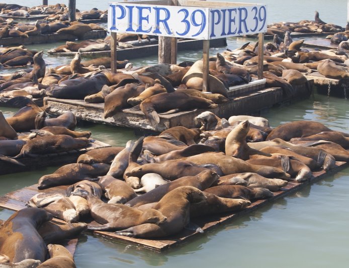 WATCH: Make Way for this Massive Steller Sea Lion on Pier 39