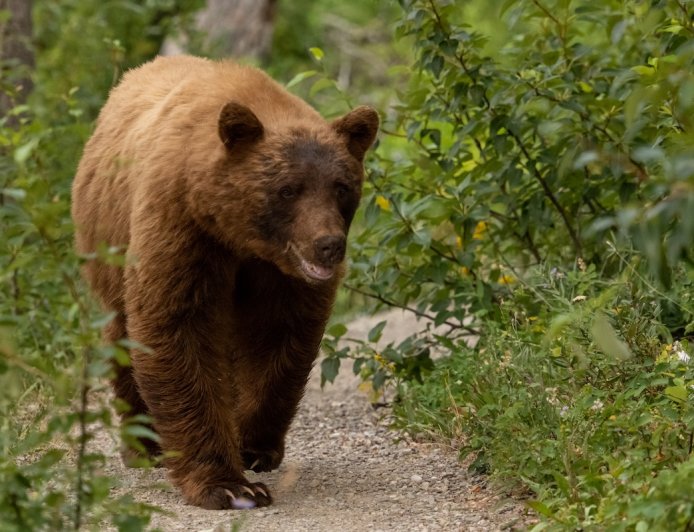 ‘Chill Hike’ Turns Not-So-Chill After Massive Bear Shows up on Trail