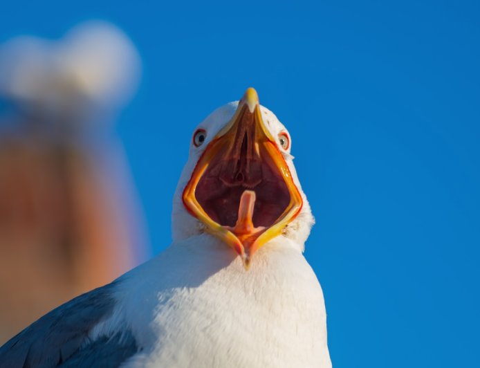 WATCH: Hilarious Clips From Seagull Screeching Championship