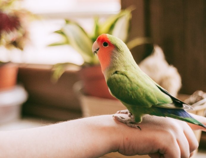 Pet Owner Finds A Way For His Injured Bird To Experience Flight Again