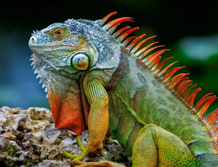 Iguana Swims Towards Paddleboarder For Help Then Climbs Aboard