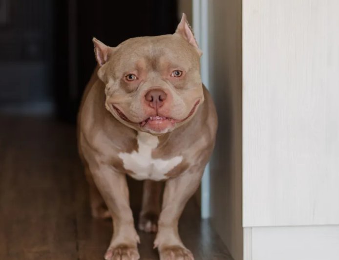 Shelter Dog Steals Hearts As She Enjoys A Piggyback Ride From Her New Mom