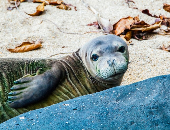 Hawaiian Monk Seal Gives Birth on Oahu Beach—See the Baby