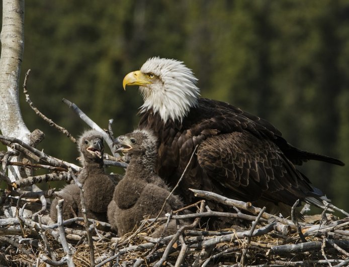 The Votes Are in: Two Famous Bald Eaglets Now Have Names