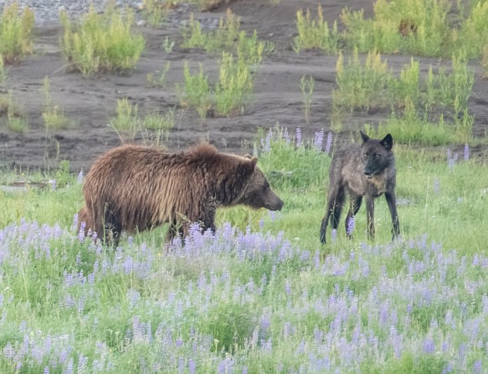 WATCH: Grizzly Bear and Wolf Fight Over Carcass in Yellowstone