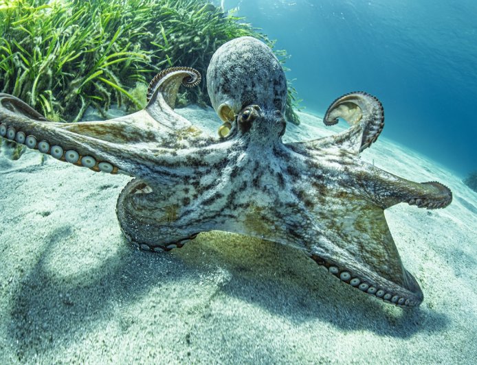 Diver Films Incredible Moment Octopus Disappears From Sight