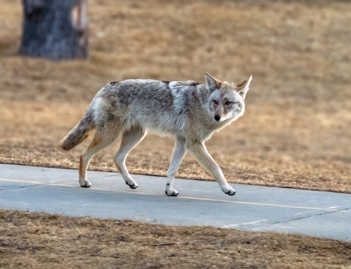 Caught on Security Cam: ‘Mama’ the House Cat vs. Coyote