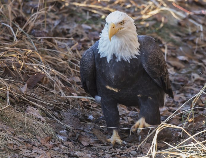 House Cat Stalks Bald Eagle Against Everyone’s Advice (Video)