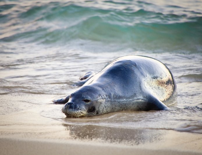 Man Throws Large Rock at Endangered Seal, Sparking Outrage