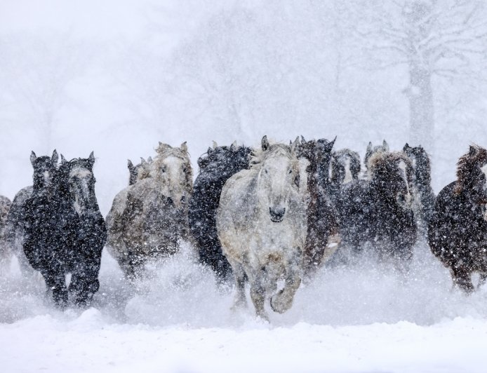 WATCH: Wild Horses Race Across Ski Slope, Shocking Skiers