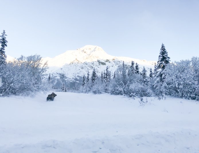 Canadian Tow Truck Driver Stops to Help Moose Stuck in Ice