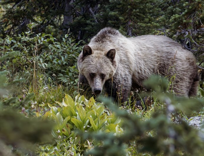 Missing Hiker Found Dead From Bear Attack in Glacier National Park