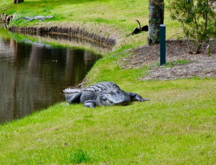 ‘Nobody’s Playing Hole 7’: Massive Alligator on Florida Golf Course