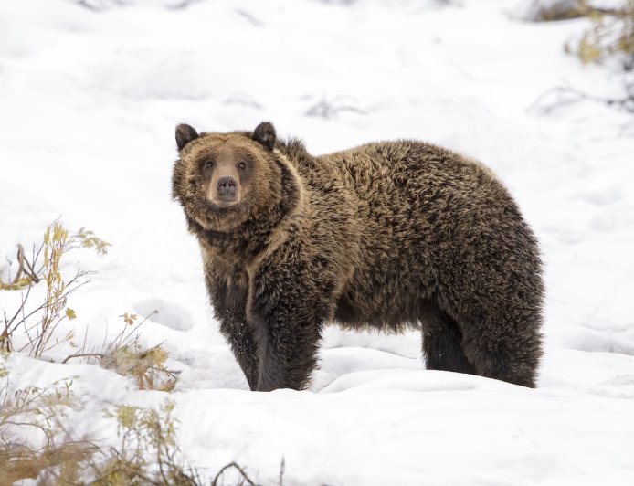 Helicopter Pilot Spots Grizzly Bear 7,000 Feet up Snowy Peak