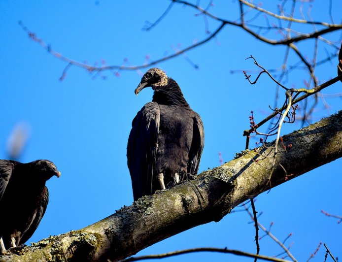 33 Dead Vultures Dumped at Great Smoky Mountains National Park