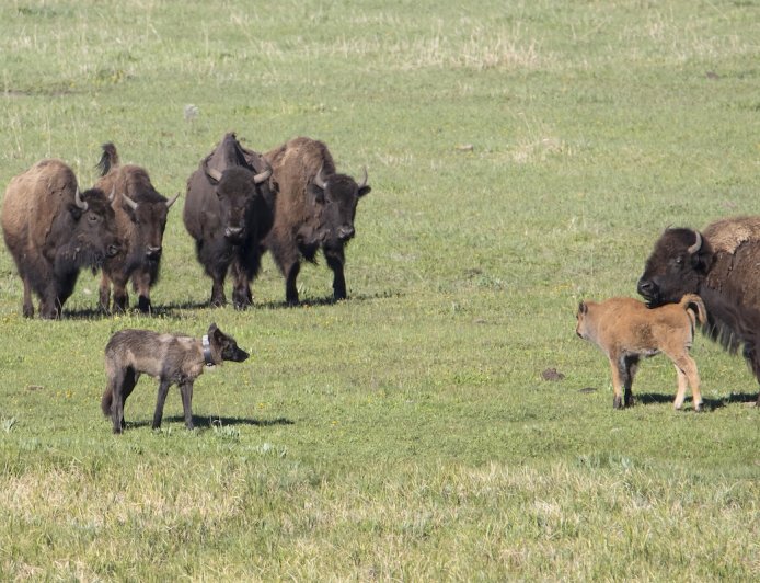 WATCH: Bison Herd vs. Wolf Pack in Yellowstone National Park