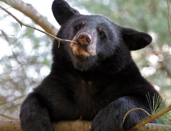 Black Bear Tries to Snatch Child Carrier from Gatlinburg Porch