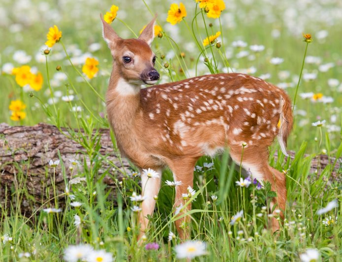 Adorable, Rare White Fawn Is Hanging Around a College Campus