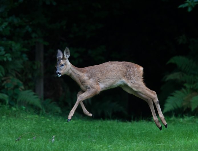 French Police Share Video of a ‘Drunk’ Deer With Warning